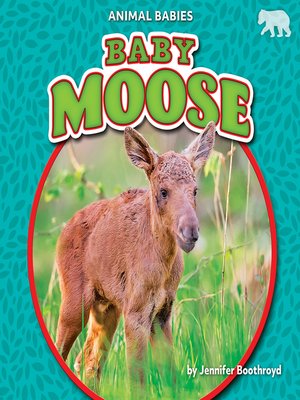 cover image of Baby Moose